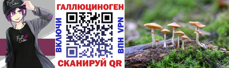 Псилоцибиновые грибы Cubensis  Кадников 